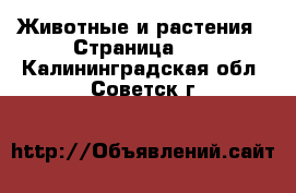  Животные и растения - Страница 11 . Калининградская обл.,Советск г.